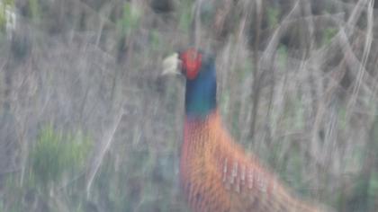 Common Pheasant