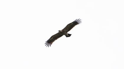 Steppe Eagle
