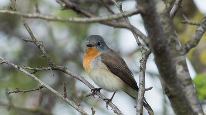 Red-breasted Flycatcher