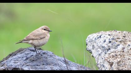 Isabelline Wheatear