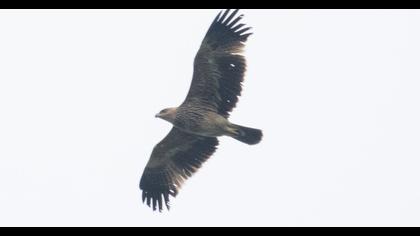 Eastern Imperial Eagle