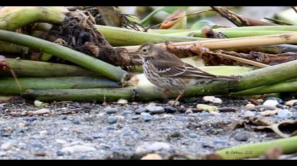 Buff-bellied Pipit