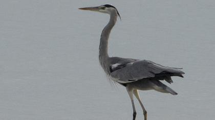 Grey Heron