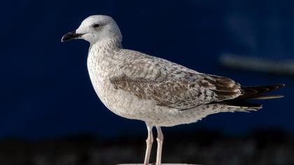 Yellow-legged Gull