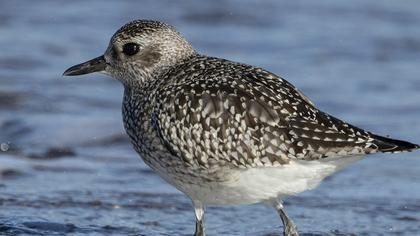 Grey Plover