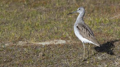 Common Greenshank