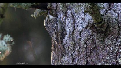 Eurasian Treecreeper