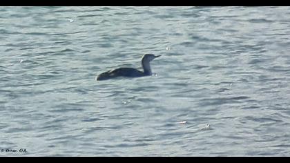 Red-throated Loon