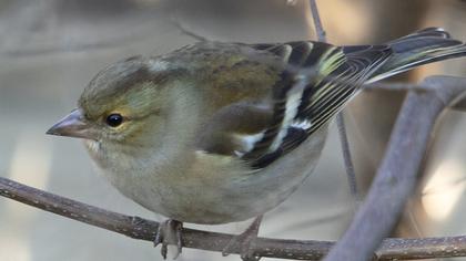 Common Chaffinch