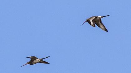 Black-tailed Godwit