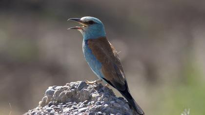 European Roller