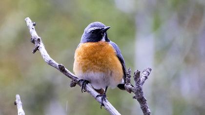 White-throated Robin