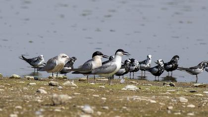 Gull-billed Tern