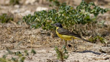 Western Yellow Wagtail