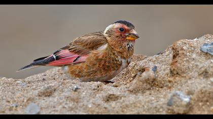 Eurasian Crimson-winged Finch