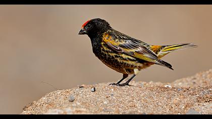 Red-fronted Serin