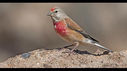 Common Linnet