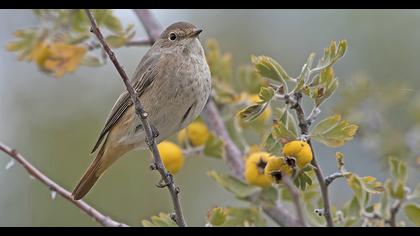 Common Redstart