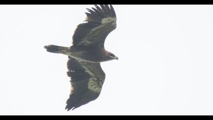 Steppe Eagle