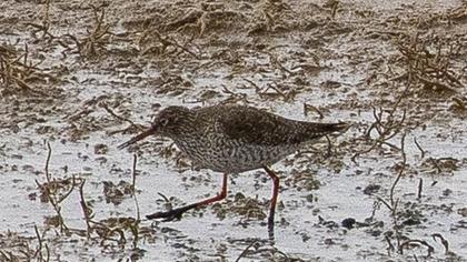 Common Redshank