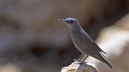 Blue Rock Thrush
