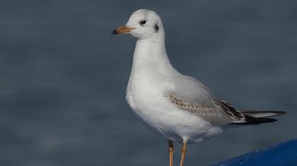 Black-headed Gull