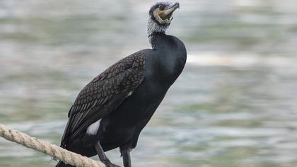 Great Cormorant