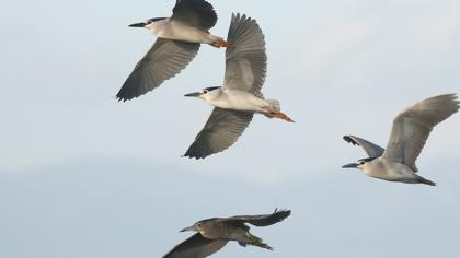 Black-crowned Night Heron