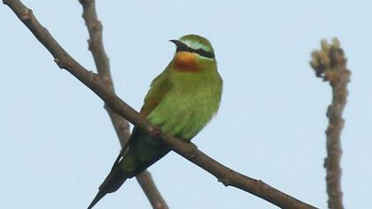 Blue-cheeked Bee-eater