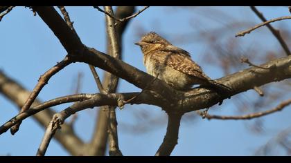 Eurasian Wryneck