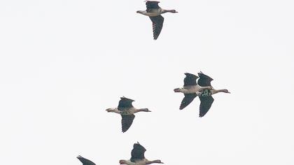 Greater White-fronted Goose