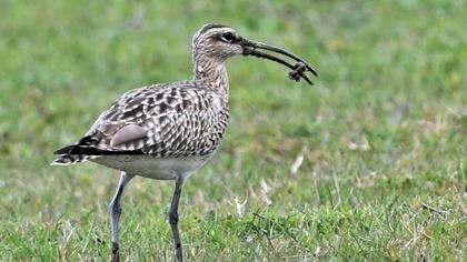 Whimbrel