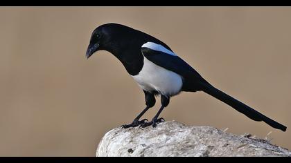 Eurasian Magpie