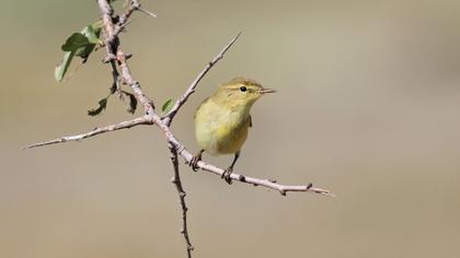 Willow Warbler