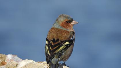 Common Chaffinch