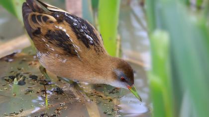 Little Crake