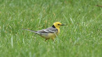 Citrine Wagtail