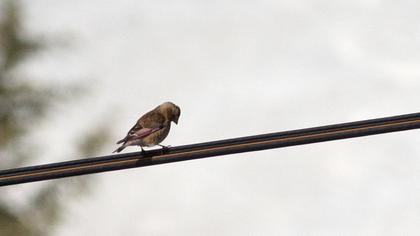 Eurasian Crimson-winged Finch