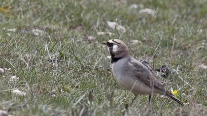 Horned Lark