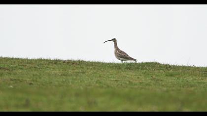 Whimbrel