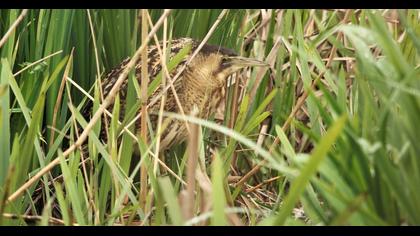 Eurasian Bittern