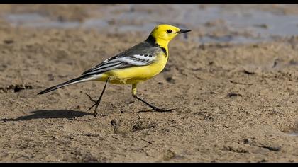 Citrine Wagtail