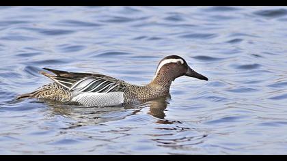 Garganey