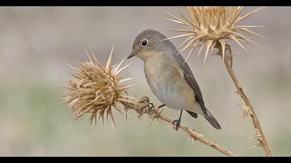 Red-breasted Flycatcher
