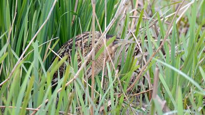 Eurasian Bittern