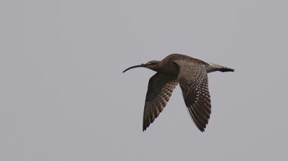 Sürmeli kervançulluğu