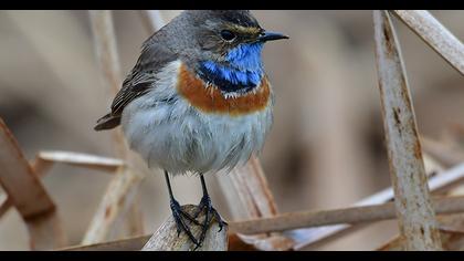 Bluethroat