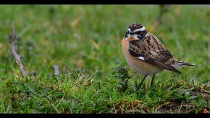 Whinchat
