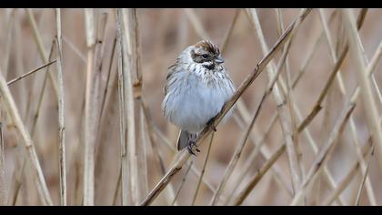 Common Reed Bunting