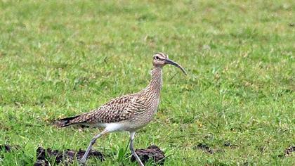 Whimbrel